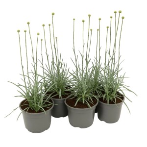 Trommelstöckchen (Craspedia globosa) im Topf, gelbe Blütenknospen, ca. 13 cm Topf-Ø.