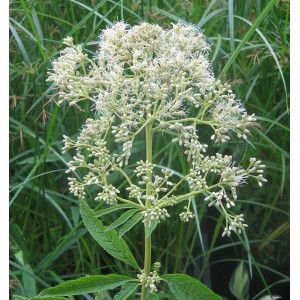 Wasserdost 'Bartered Bride' (Eupatorium fistulosum) Staude mit weißen Blüten.