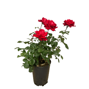 Baumfink Edelrose Grande Amore im Topf mit samtig roten Blüten.