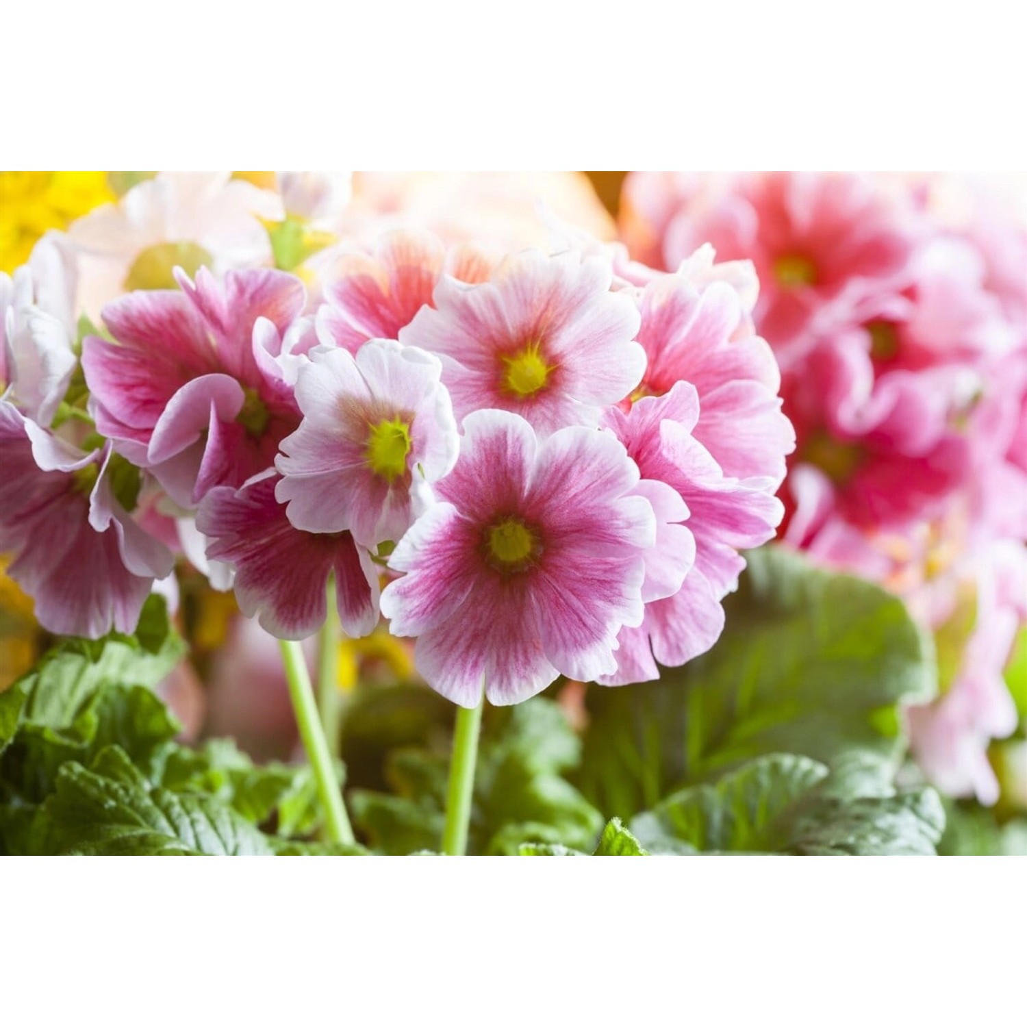 Primula Elatior Waldschlüsselblume Ca. 9x9 cm Topf günstig online kaufen