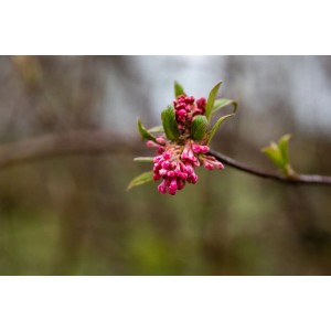 Nahaufnahme des rosa blühenden Duft-Schneeballs (Viburnum Bodnantense Dawn) an einem Ast.