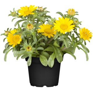 Gelber Goldtaler (Asteriscus maritimus) im Topf, eine attraktive Sommerpflanze für Balkon und Terrasse.