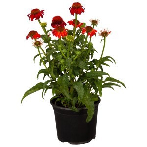 Purpursonnenhut Rot im Topf, ca. 19 cm Ø. Echinacea purpurea mit leuchtend roten Blüten.