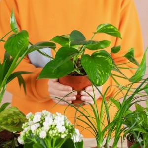 Pflanzen-Retter-Box "Grüne Überraschung" 6 er-Set Topf Ø ca. 12 cm