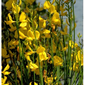 Sommerginster (Spartium junceum) mit leuchtend gelben Blüten und grünen Stielen.