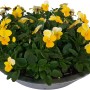 Frühlingsblüher Bellis perennis in Zinkschale, gelbe Hornveilchen, ca. 15 cm hoch, Topf-Ø ca. 29 cm.