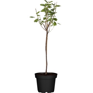 GROW by OBI Bio Johannisbeere Weiß als Fußstamm im Topf.