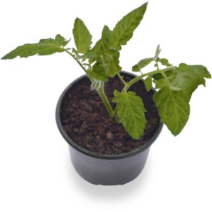 Junge Tomatenpflanze 'Harzfeuer' im Topf (Ø 9cm). Ideal für Balkon und Garten.