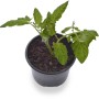 Junge Tomatenpflanze 'Harzfeuer' im Topf (Ø 9cm). Ideal für Balkon und Garten.