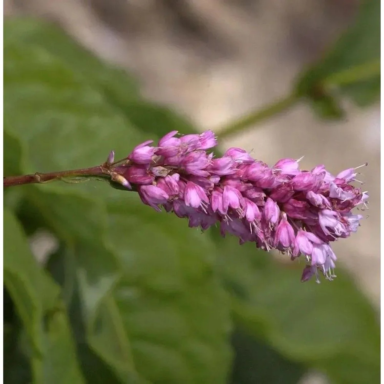Kerzenknöterich - Persicaria amplexicaulis