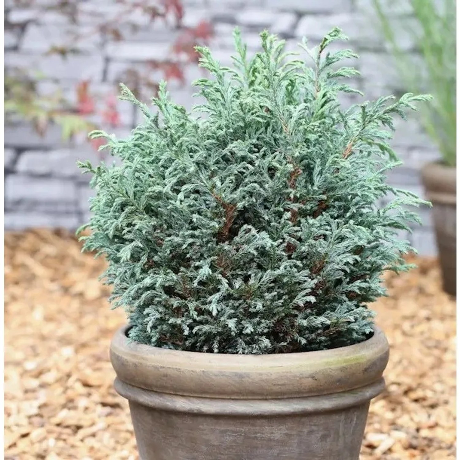 Scheinzypresse Blue Moon 20-25cm - Chamaecyparis pisifera