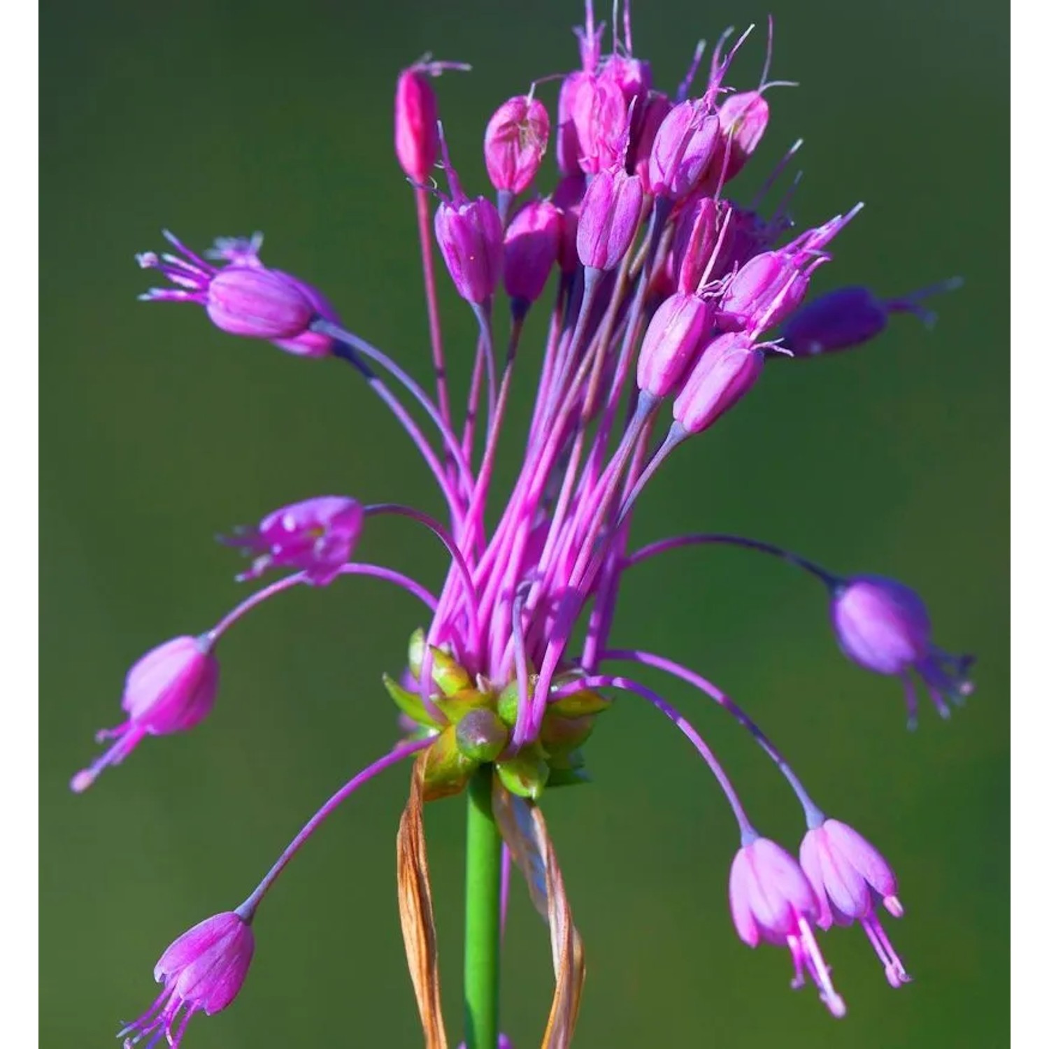 Gekielter Lauch - Allium carinatum