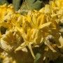 Nahaufnahme der leuchtend gelben Blüten des Rhododendron Luteum (Gelbe Azalee).