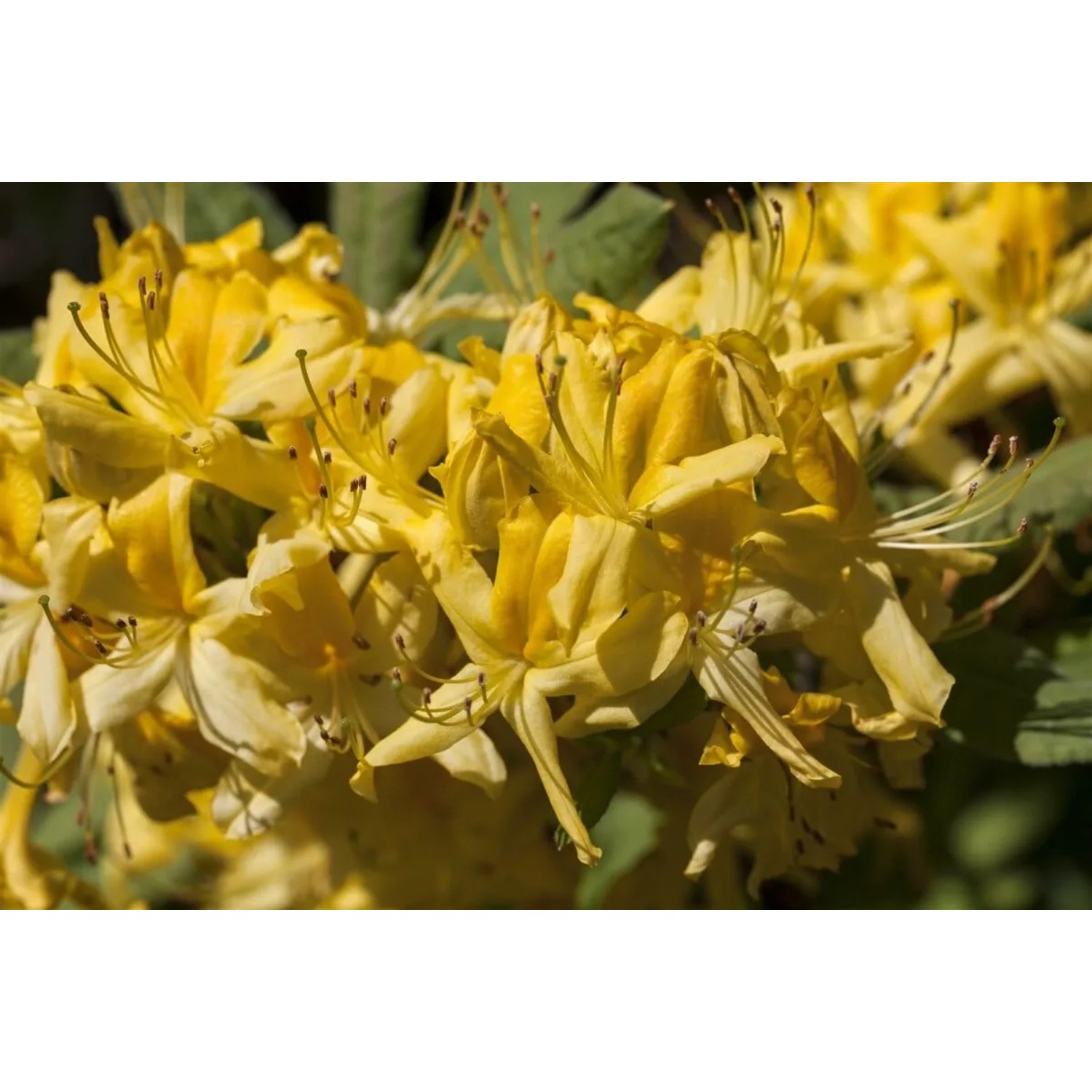 Nahaufnahme der leuchtend gelben Blüten des Rhododendron Luteum (Gelbe Azalee).