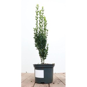 Ilex crenata 'Fastigiata' im Topf, 30-40 cm hoch. Ideal als Heckenpflanze.