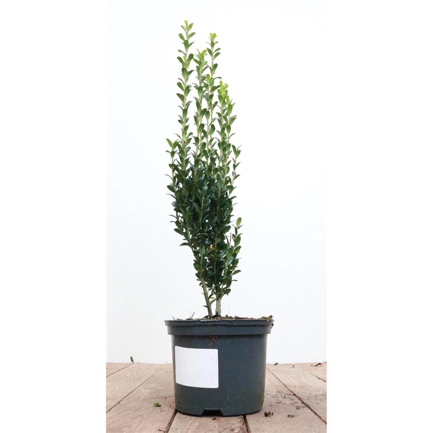 Ilex crenata 'Fastigiata' 30-40 cm günstig online kaufen
