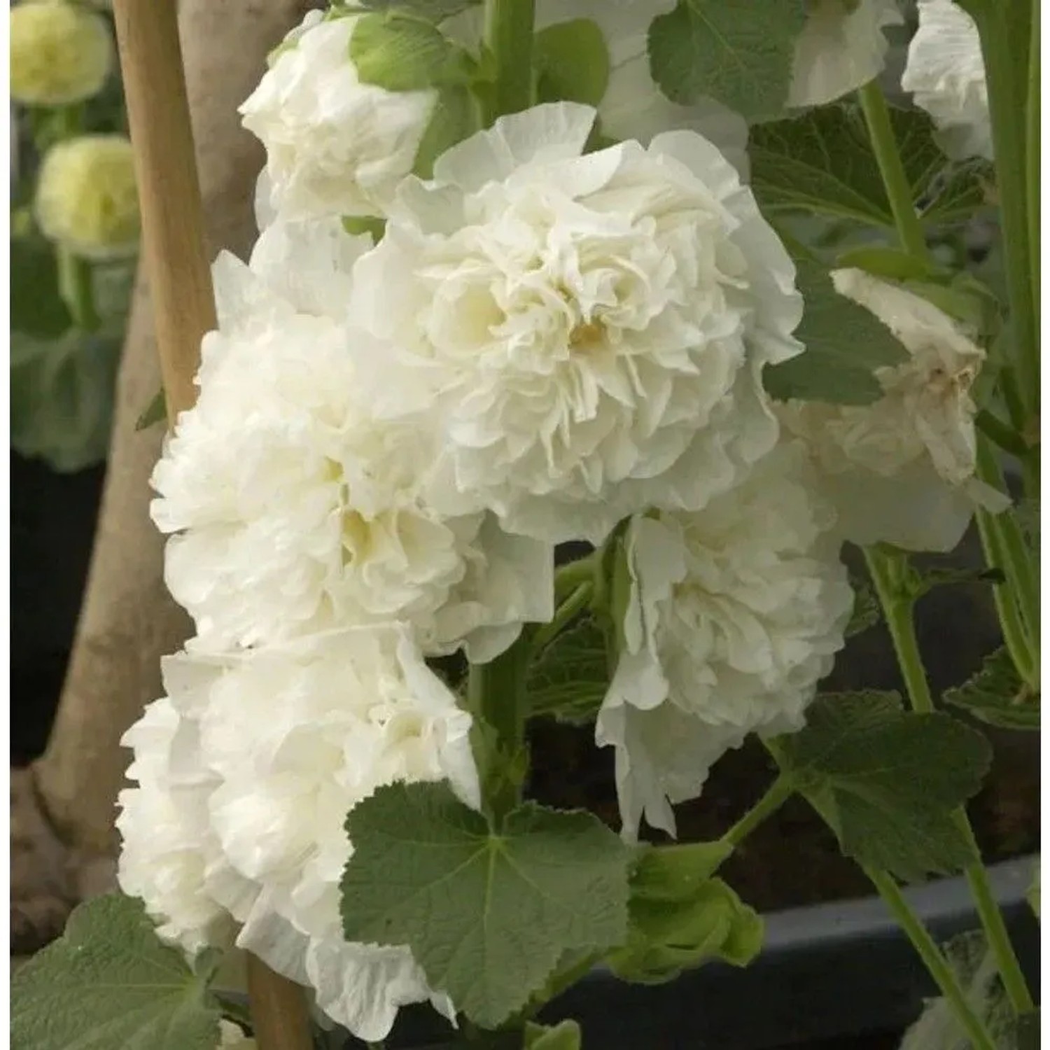 Weiße Stockrose - Alcea rosea