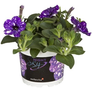 GROW by OBI Petunie Night Sky im 14 cm Topf mit blau-violetten, sternförmigen Blüten.