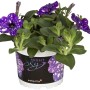 GROW by OBI Petunie Night Sky im 14 cm Topf mit blau-violetten, sternförmigen Blüten.