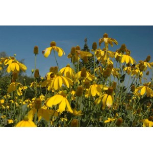 Goldgelber Scheinsonnenhut 'Juligold' (Rudbeckia nitida) im Gartenbeet.