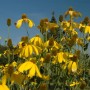 Goldgelber Scheinsonnenhut 'Juligold' (Rudbeckia nitida) im Gartenbeet.