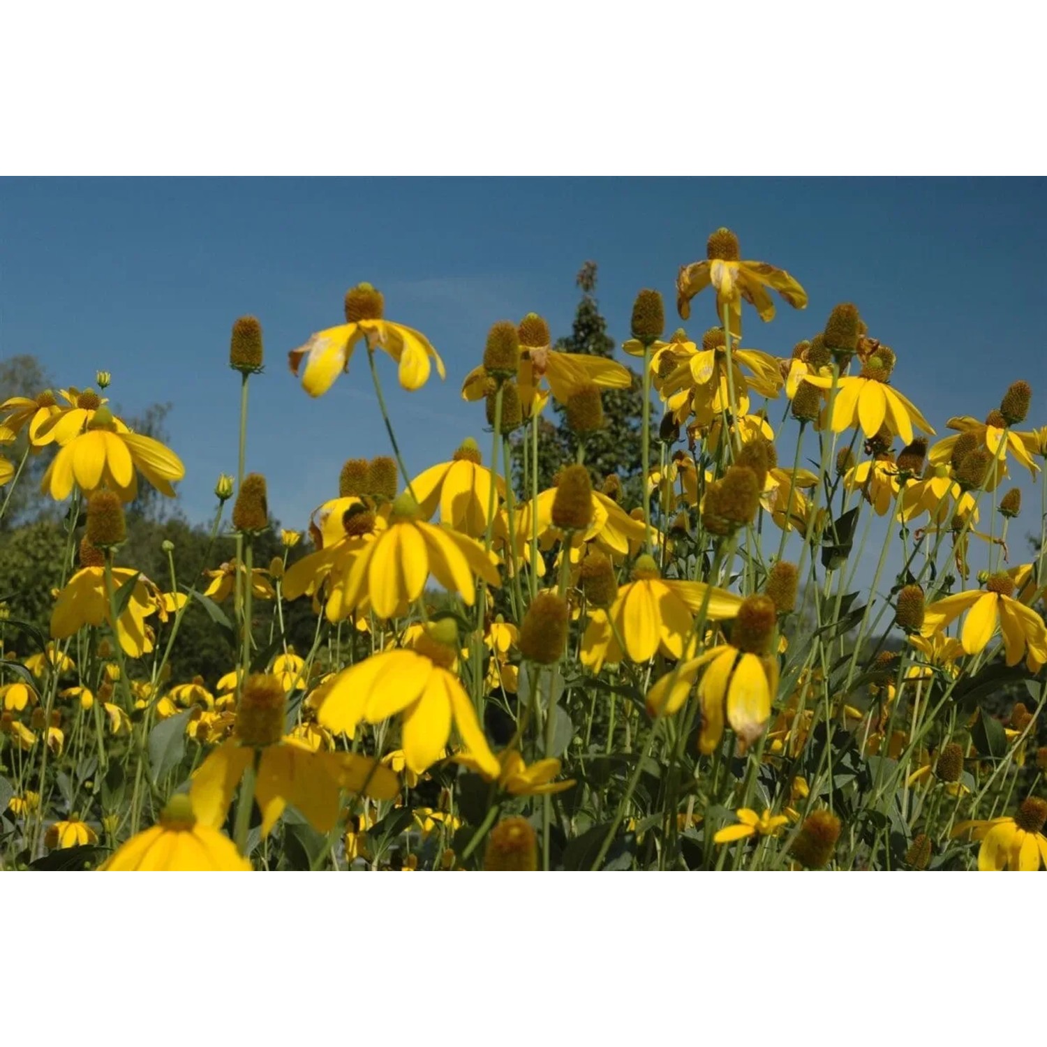 Goldgelber Scheinsonnenhut 'Juligold' (Rudbeckia nitida) im Gartenbeet.