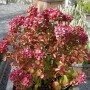 Buschige Bauernhortensie Masja mit roten Blüten und Blättern im Garten.