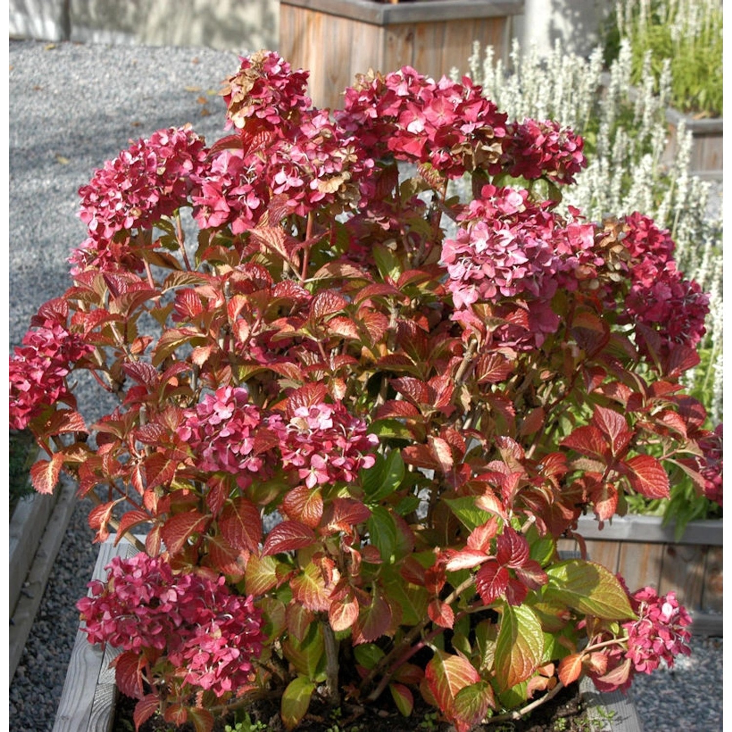 Bauernhortensie Masja 30-40cm - Hydrangea macrophylla günstig online kaufen