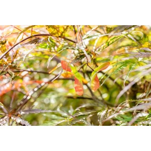 Detailaufnahme: Roter Fächer-Ahorn (Acer palmatum Dissectum Stella Rossa) mit Samen.