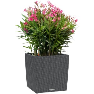 Lechuza Cube Cottage 50 Pflanzkübel in Granit mit Oleander, 50x50 cm.