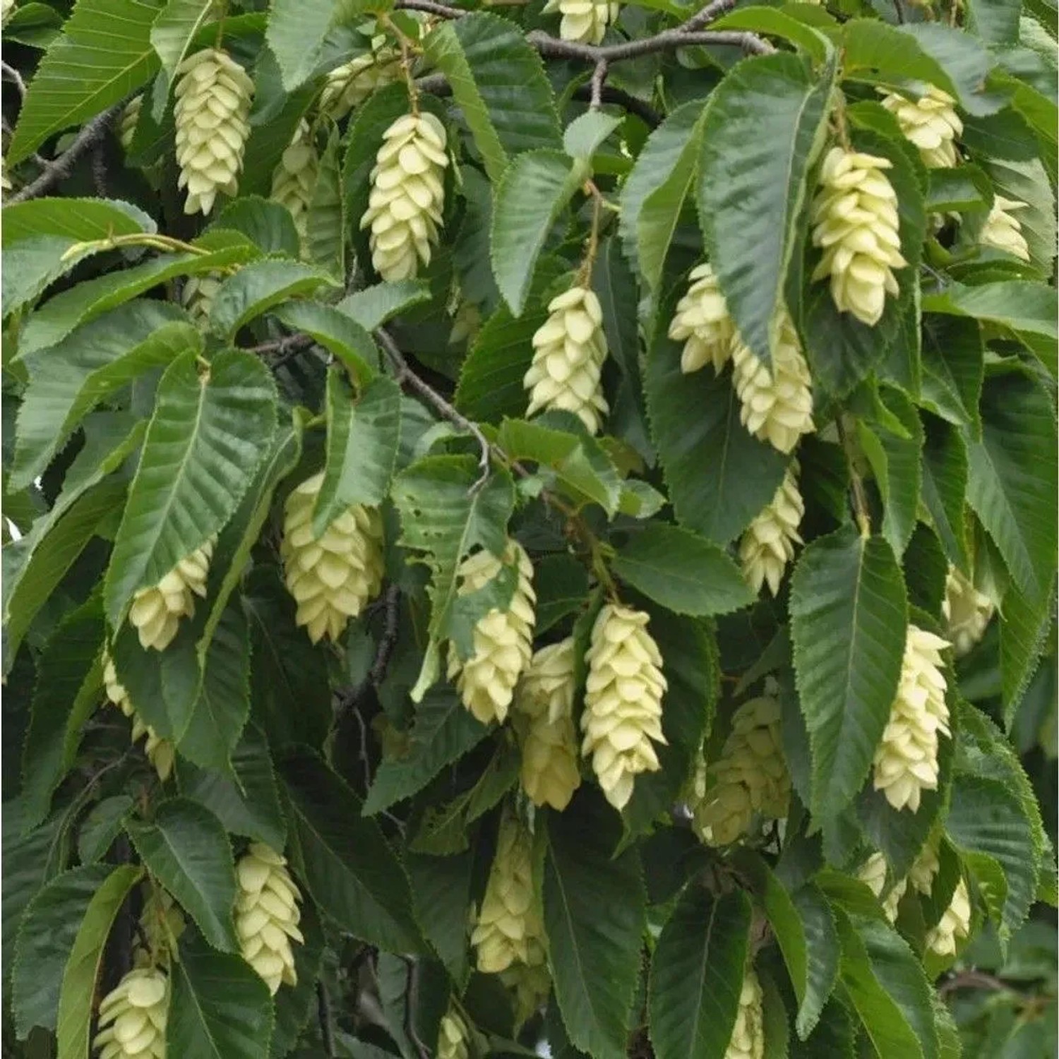 Gemeine Hopfenbuche 125-150cm - Ostrya carpinifolia