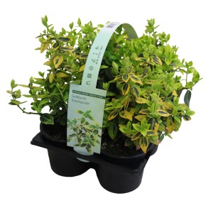 Goldbunte Kriechspindel (Euonymus fortunei) im 6er-Pack, ideal als Bodendecker.