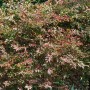 Buschiger, immergrüner Himmelsbambus (Nandina Domestica) mit rot-grünem Laub, ca. 125-150cm hoch.
