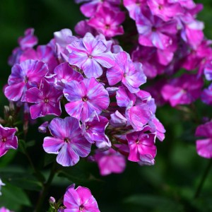 Nahaufnahme der Hohen Flammenblume 'Pastorale' (Phlox paniculata) mit pink-lila Blüten.