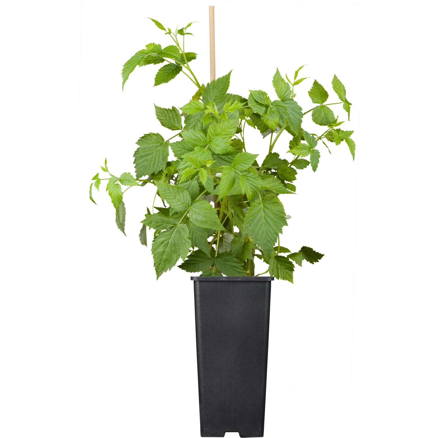 GROW by OBI BIO Himbeere Malling Promise Rot Topf ca. 2 l Rubus günstig online kaufen