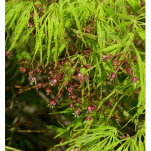 Grüner Schlitzahorn (Acer palmatum) mit filigranen Blättern und zarten Blüten.