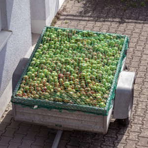 Grünes Anhängernetz aus Kunststoff mit Spannseil sichert Äpfel auf einem Anhänger. Für Ladungssicherung.