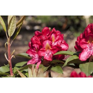Leuchtend roter Rhododendron Hybr. Junifeuer Strauch mit grünen Blättern.