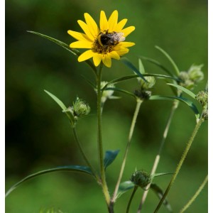 Gelbe Westliche Sonnenblume mit Hummel auf Blüte. Helianthus occidentalis Staude.