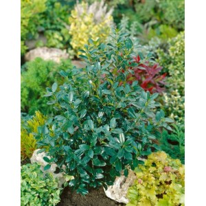 Ilex 'Heckenpracht' (100-125cm) im Garten: Immergrüne Heckenpflanze mit glänzenden Blättern.