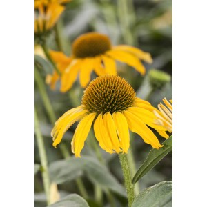 Gelber Sonnenhut (Echinacea purpurea) im Topf, Detailaufnahme der Blüte.