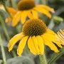 Gelber Sonnenhut (Echinacea purpurea) im Topf, Detailaufnahme der Blüte.