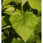 Nahaufnahme eines großen, grünen Blattes des Gelben Trompetenbaums (Catalpa bignonioides).