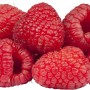 Frische, rote Himbeeren der Sorte GROW by OBI Bio Himbeere TwoTimer® -Sugana® Rot.