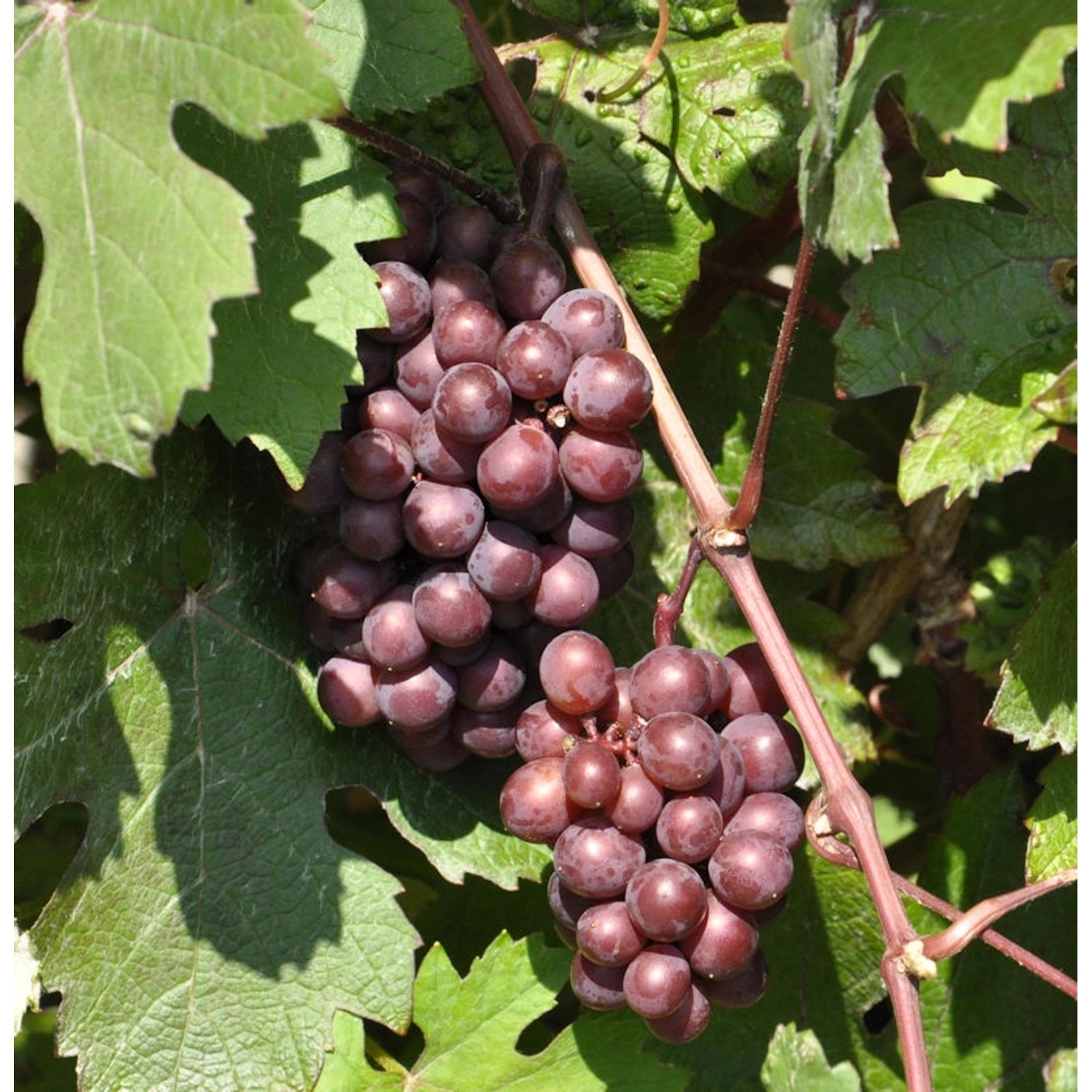 Weinrebe Vanessa 80-100cm - Vitis günstig online kaufen