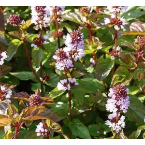 Blühende Pfefferminze 'Mitcham' (Mentha piperita) im Detail.