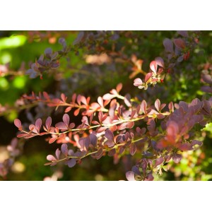 Blutberberitze (Berberis) mit purpurroten Blättern im Detail.