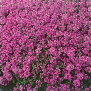 Rot blühender Teppich-Thymian (Thymus Praecox Red Carpet) als Bodendecker im 9x9 cm Topf.