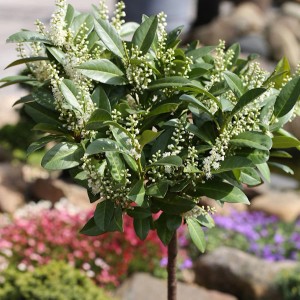 Hochstamm Zwerglorbeerkirsche Piri (Prunus laurocerasus) mit weißen Blüten im Garten.