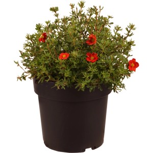 GROW by OBI Fingerstrauch Red Lady im Topf mit roten Blüten, ca. 30cm hoch.